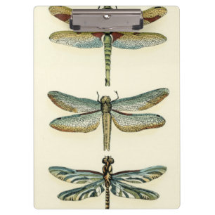 Dragonfly Collection by Chariklia Zarris Clipboard