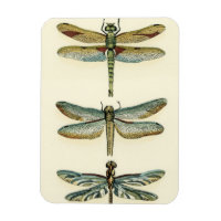Dragonfly Collection by Chariklia Zarris