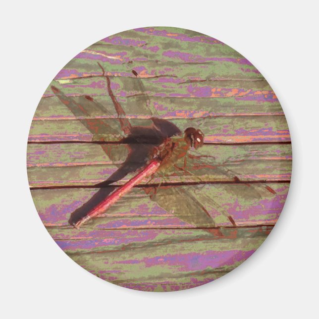 Dragonfly Colourful Magnet (Front)