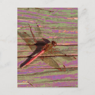 Dragonfly Colourful Postcard