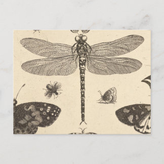 Dragonfly ( detail ) Vintage Art nature Postcard