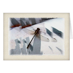 Dragonfly Dimensional Photography Art