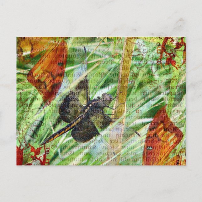 Dragonfly, Fly Away Postcard (Front)