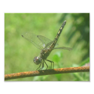 Dragonfly Handstand Photo Print