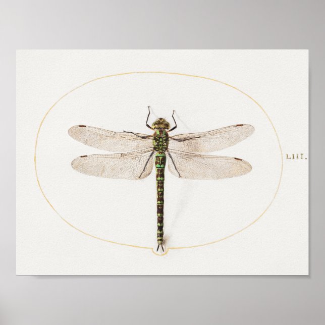 Dragonfly Illustration Poster (Front)