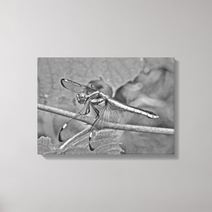 Dragonfly In Black and White Canvas Print