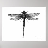 Dragonfly ink pen drawibg art