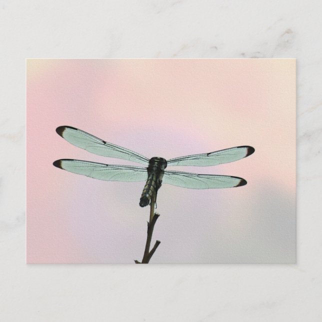 Dragonfly ion Pastels Postcard (Front)