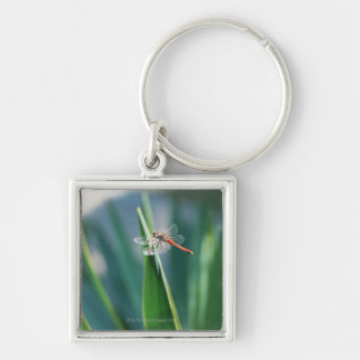 Dragonfly Key Ring