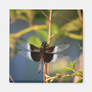 DragonFly Magnet