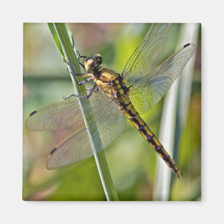 Dragonfly Magnet