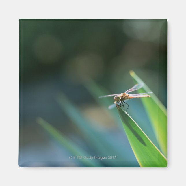 Dragonfly Magnet (Front)