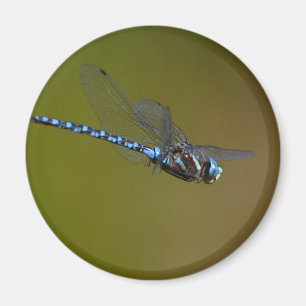 dragonfly magnet
