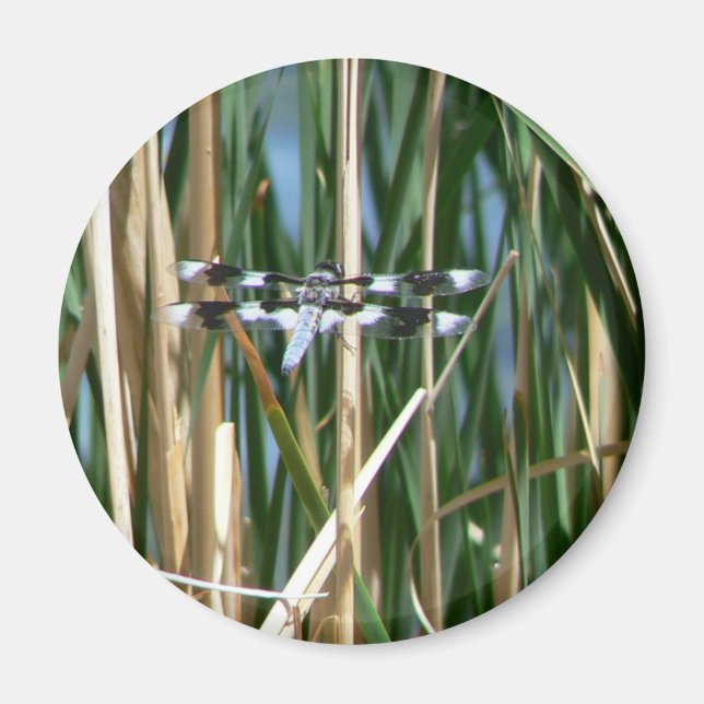 Dragonfly Magnet (Front)