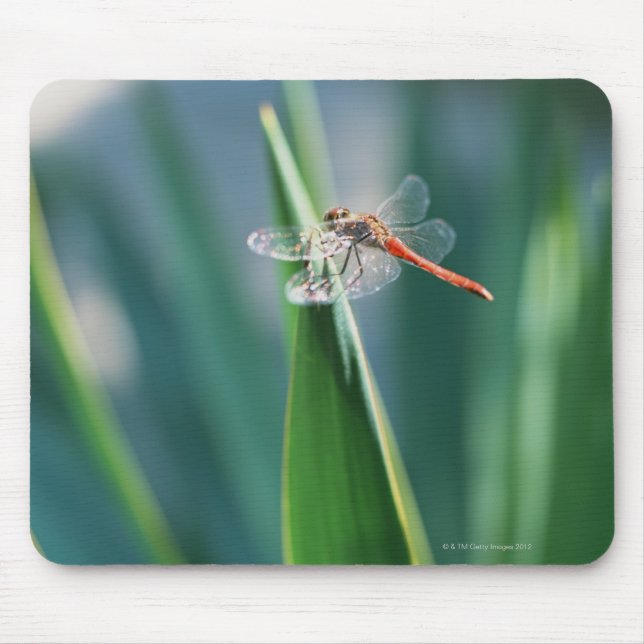 Dragonfly Mouse Pad (Front)