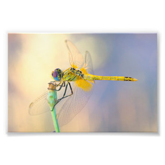 Dragonfly of Several Colours Photo Print