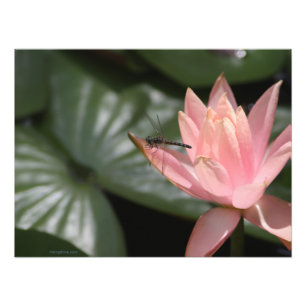 Dragonfly on a Suburban Pond Photo Print