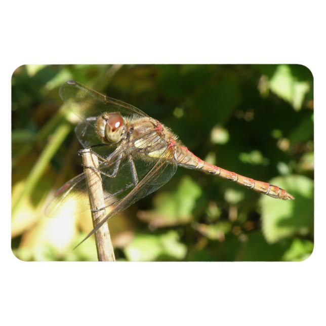 Dragonfly on a Twig Flexi Magnet (Horizontal)
