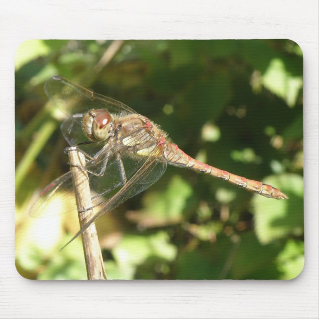 Dragonfly on a Twig Macro Mousepad (Front)