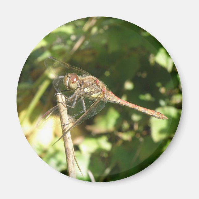 Dragonfly on a Twig Magnet (Front)