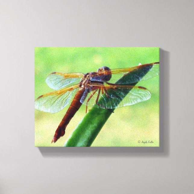 Dragonfly on Aloe Plant Wrapped Canvas (Front)