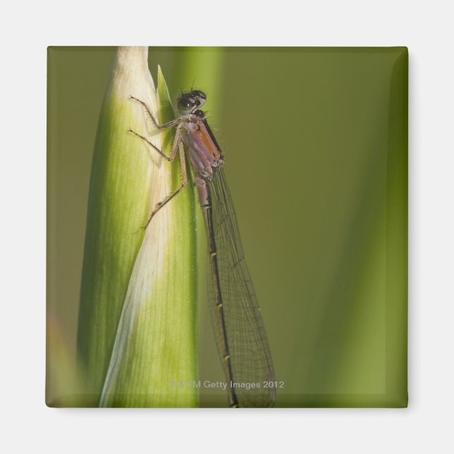Dragonfly on budded iris magnet (Front)