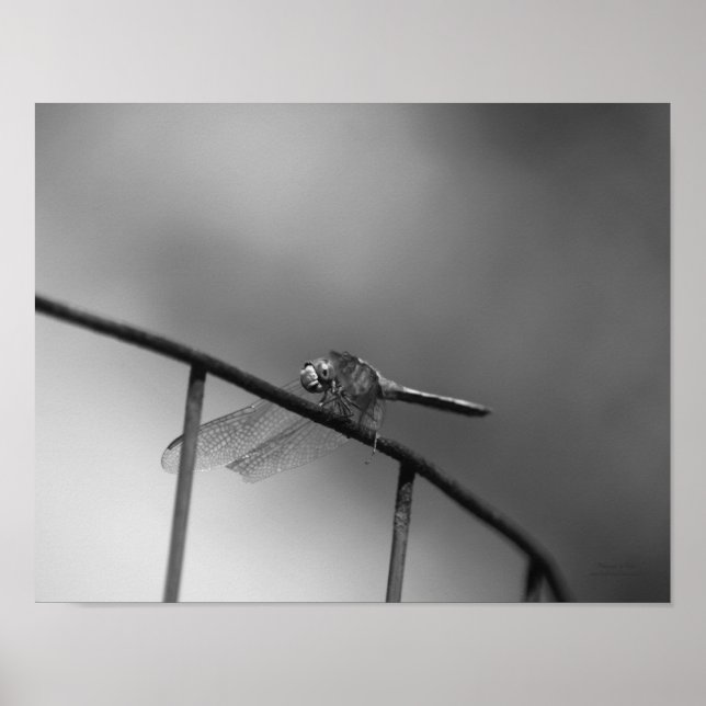 Dragonfly On Fence Macro Black White Print (Front)