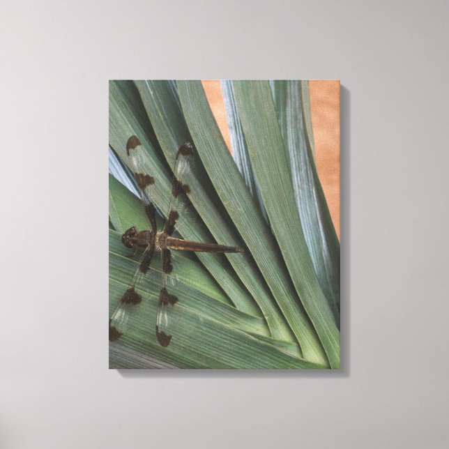 Dragonfly on plant canvas print (Front)