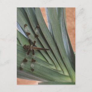 Dragonfly on plant postcard