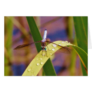 Dragonfly on raindrop leaf