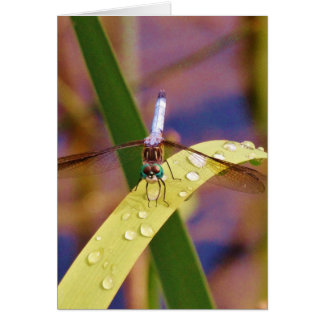 Dragonfly on raindrop leaf