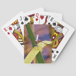 Dragonfly on raindrop leaf playing cards