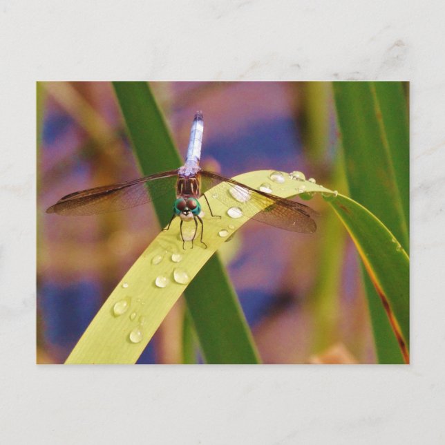Dragonfly on raindrop leaf postcard (Front)