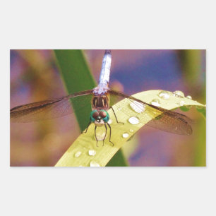 Dragonfly on raindrop leaf rectangular sticker