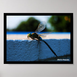 Dragonfly on the Ledge Poster