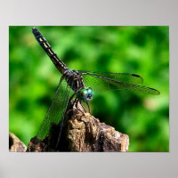 Dragonfly On Tree Stump Close Up