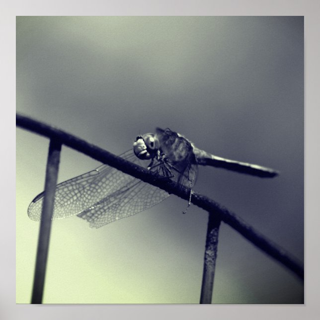 Dragonfly On Wire Fence In Black And White Poster (Front)