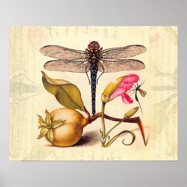 Dragonfly, Pear, Carnation, and Insect Poster (Front)