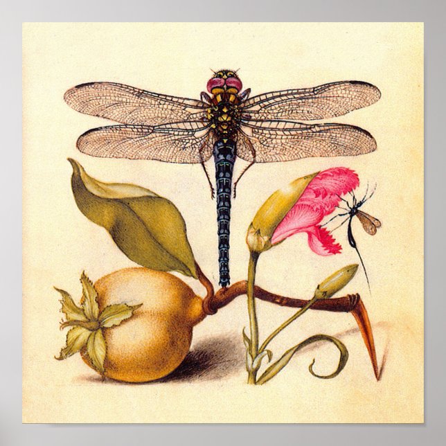 Dragonfly, Pear, Carnation, and Insect Poster (Front)