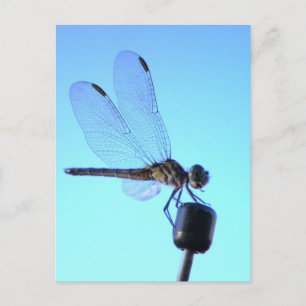 Dragonfly Perched Postcard
