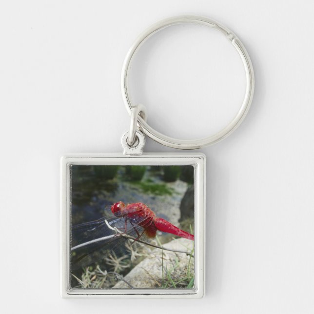 Dragonfly perching on branch, close up key ring (Front)