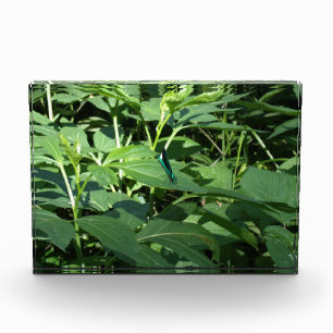 Dragonfly Photo Block
