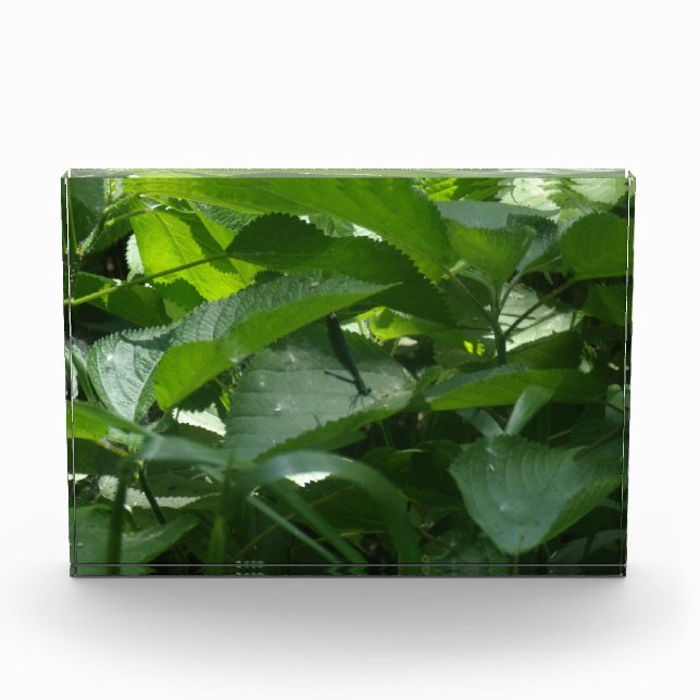 Dragonfly Photo Block (Front)