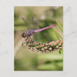 Dragonfly Photo Postcard