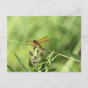 Dragonfly Postcard