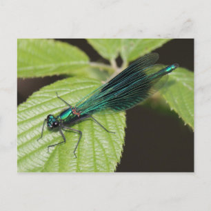 Dragonfly Postcard