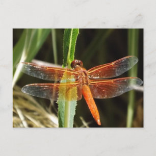 Dragonfly Postcard