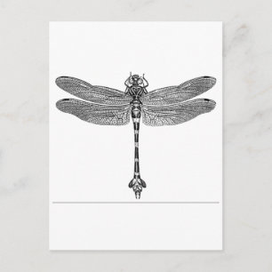 Dragonfly Postcard