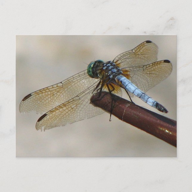 Dragonfly Postcard (Front)