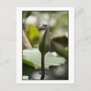 Dragonfly Postcard